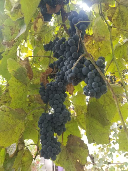 Struguri de vânzare