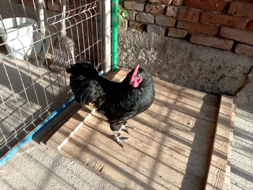 Vând cocos australorp