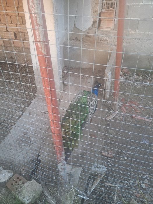 Паун мъжки индийски 4 годишен