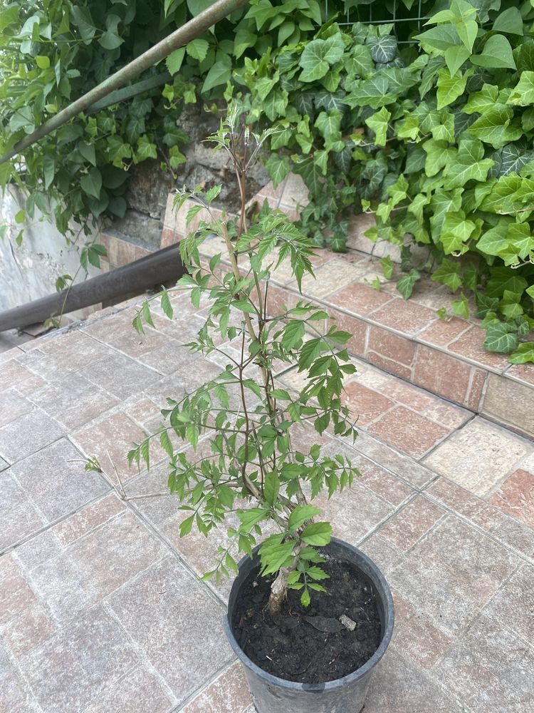 Planta cataratoare luleaua turcului