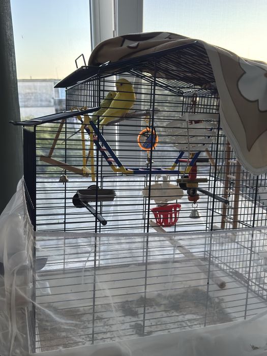 Vand papagali perusi femele + cusca si accesori