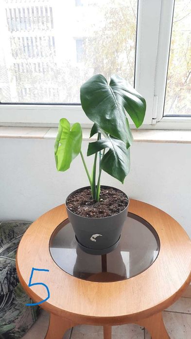 Monstera (Philodendron) deliciosa / Dieffenbachia camilla