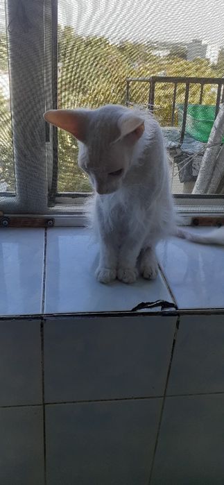 Продам трехдеьнию кошку