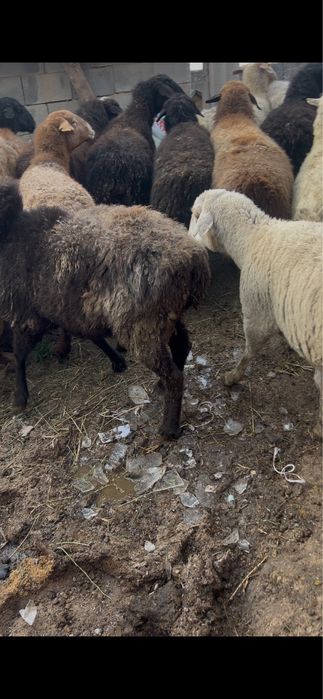 Семіз қой баран овцы