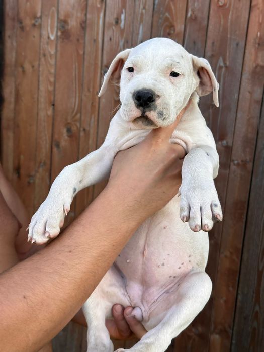 Pui Dogo Argentino femelă – sănătoasă și bine îngrijită