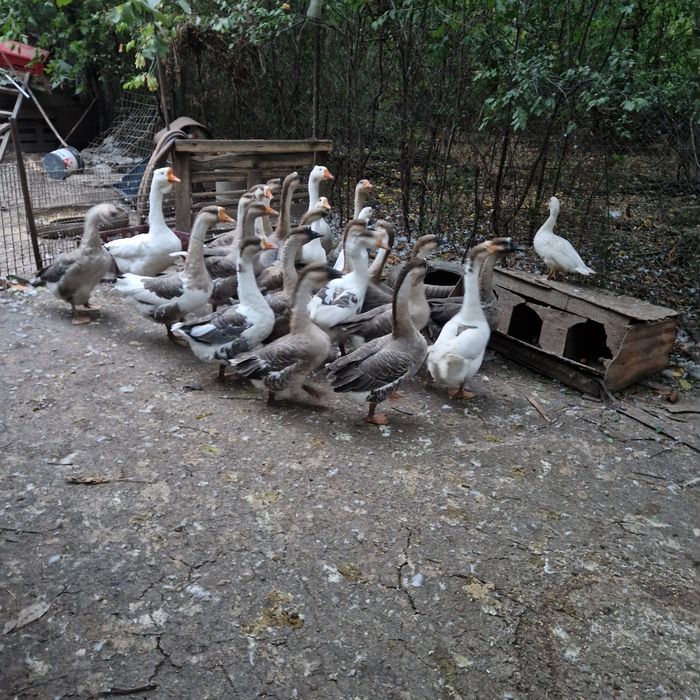 Rate românești și gâște lesesti.