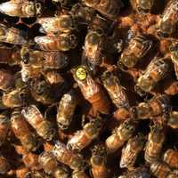 2024 Preiau comenzi matci rasa Apis Mellifera Bucafast inperecheate