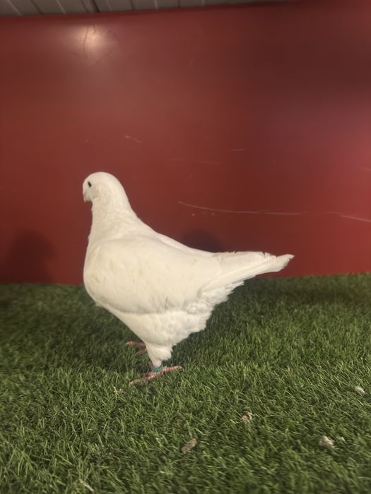 Porumbei americani AGH maturi si tineri