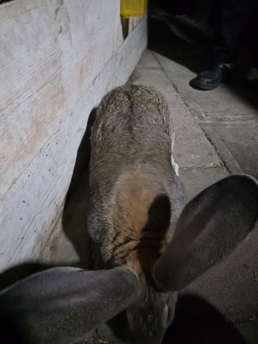 Iepure urias gri german