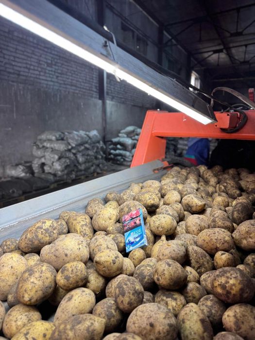 Картофель сорт Гала