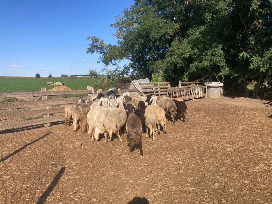 Vand Oi rasa karakul