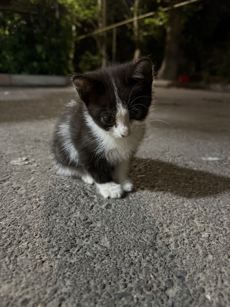 котята ищут дом!