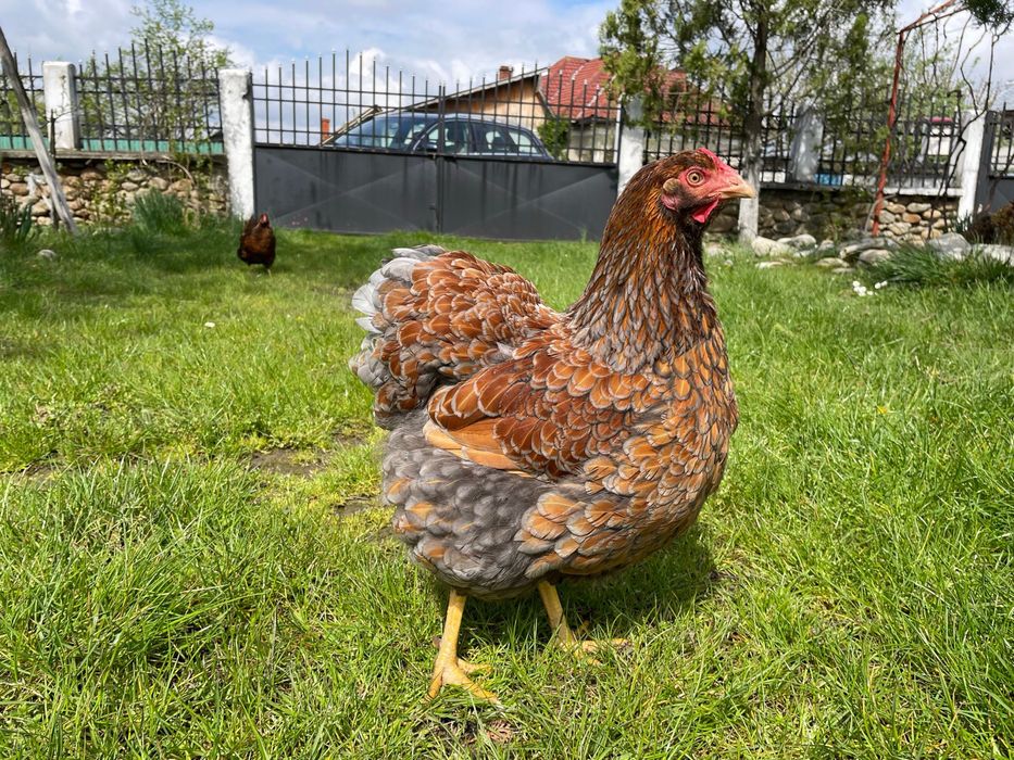 Familie Wyandotte rosu albastru auriu, GSG splash si argintiu 3+1