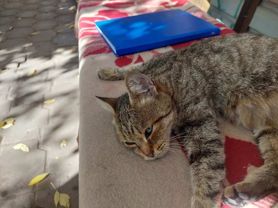 Кошка срочно ищет дом