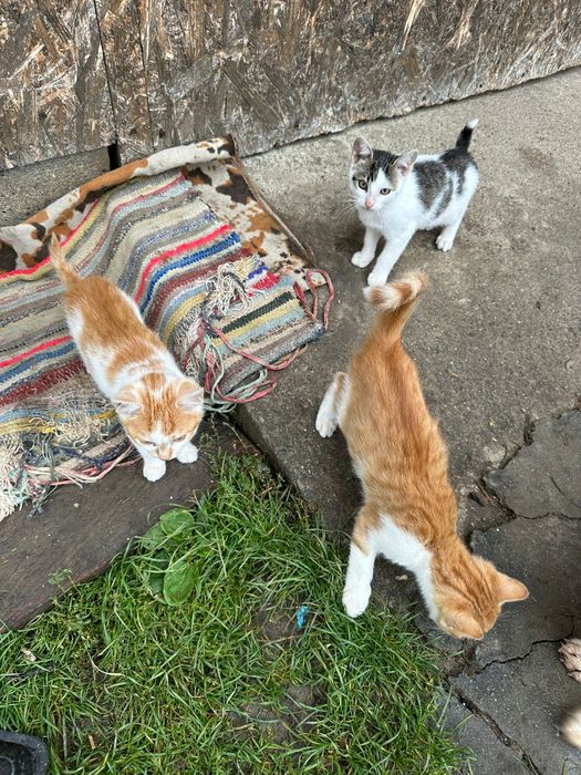 Donez pisici  și un pat în stare buna