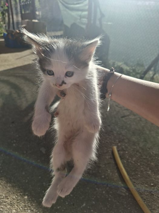 5 сладки котенца търсят нов любящ дом