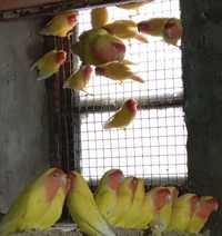 Попугай неразлучники