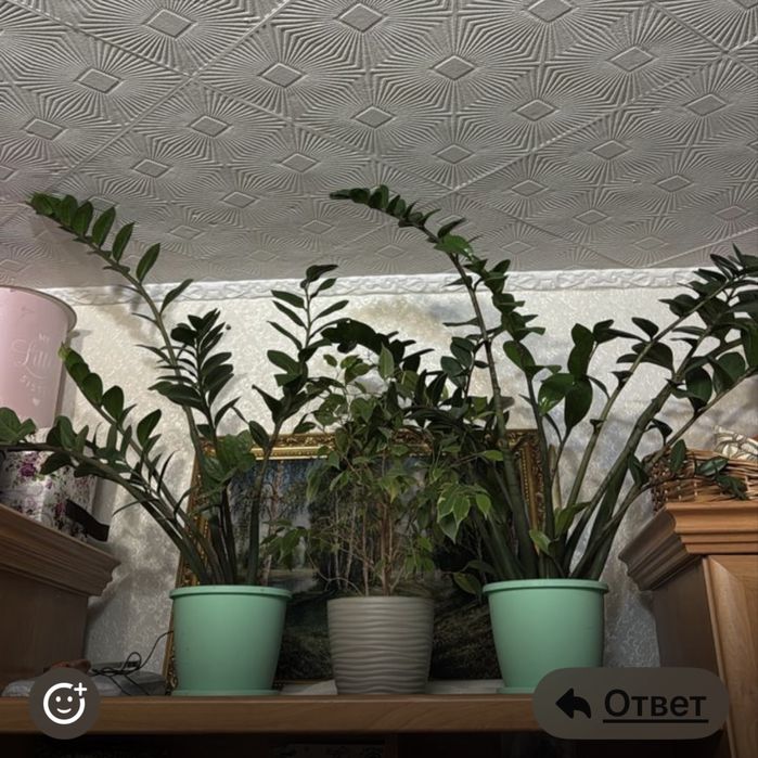 Замиокулькасы 4000 Есть еще много разных цветов