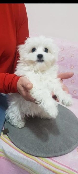 Bichon maltez băiețel mini toy