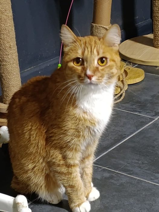 Котик ищет добрые руки