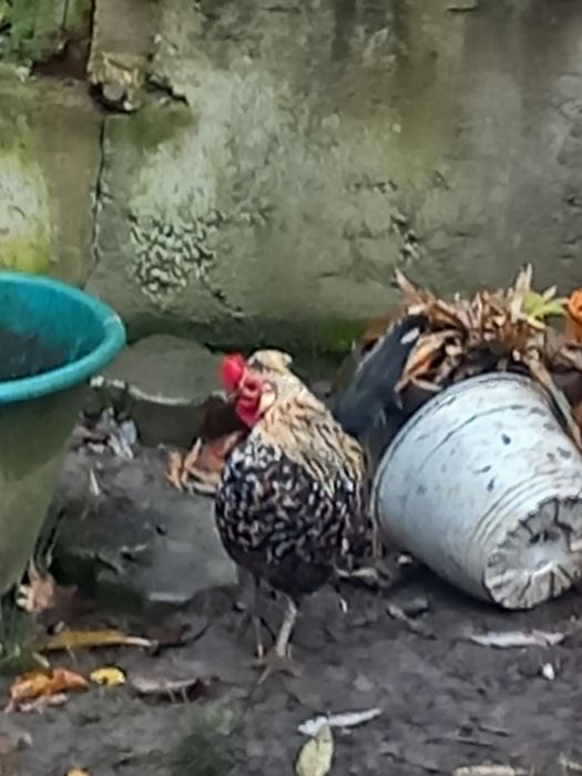 Găini pitice de munte