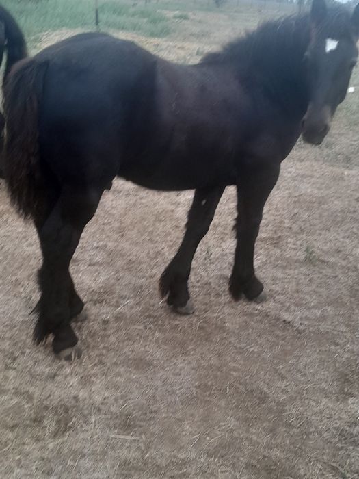 De vanzare mànz negru de 5 luni.