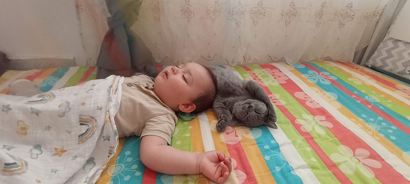 Британска късокосместа