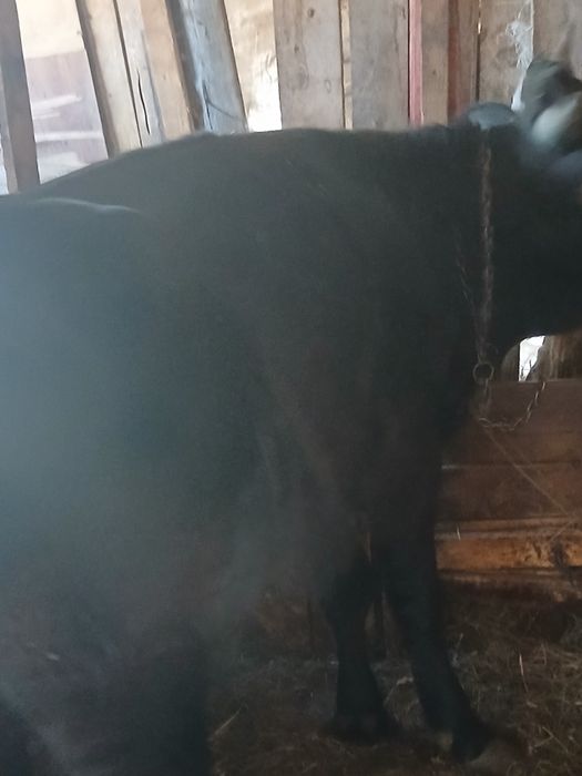 De vanzareTauras 400kg