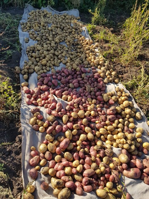 Картошка сорта Галла и Алладин