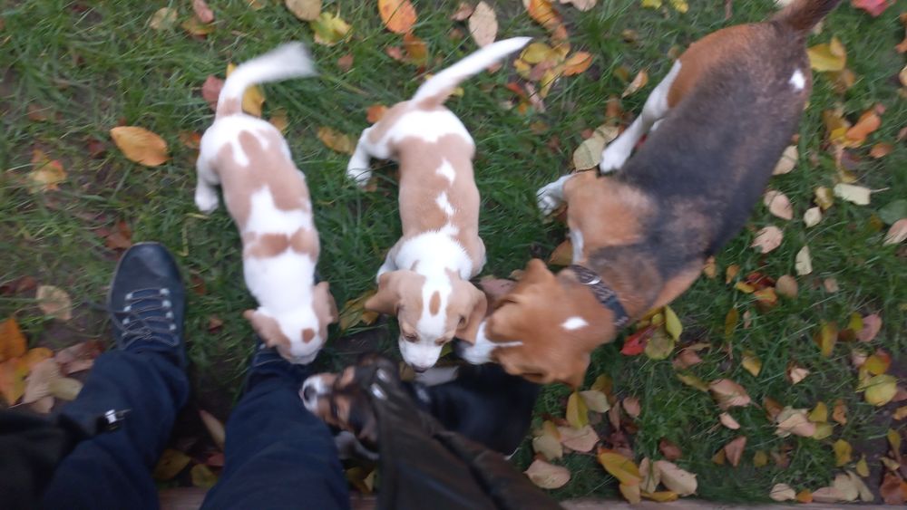 Бигъл Чистокръвни лимонени бигълчета