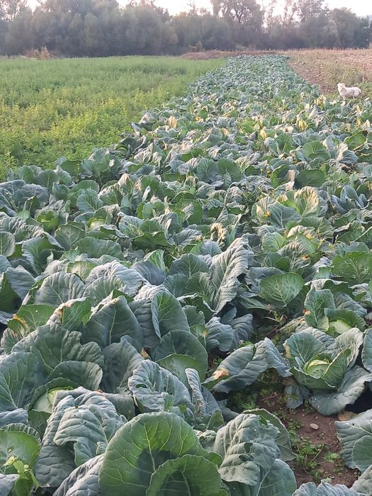 PRODUCATOR  vând varza de BALESTI  LICURISCA  din CAMP sau  din curte