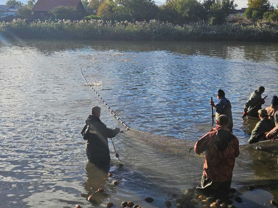 Peste pentru populat bazine vara 2, crap, cteno, sânger, novac, caras