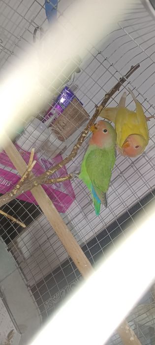 Продам попугайчиков