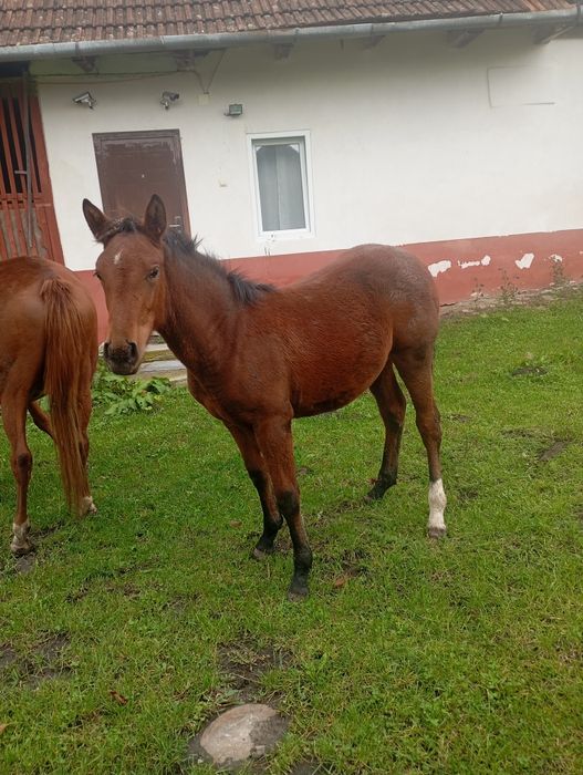 Manza de sase luni