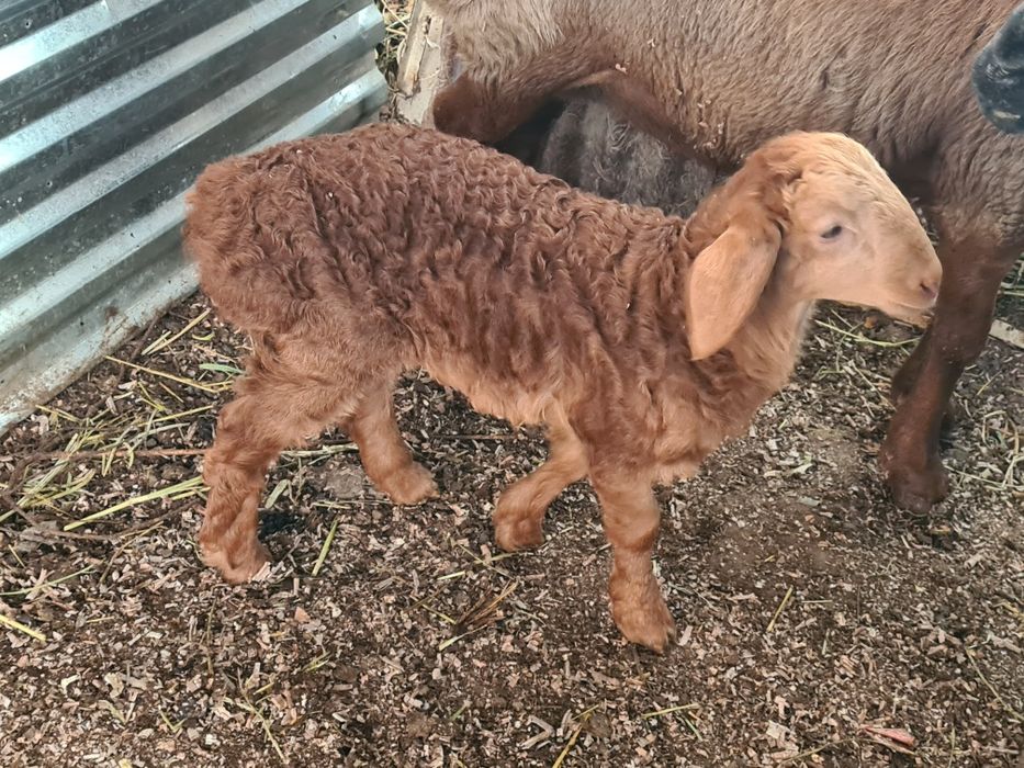 Ona bacha arashan tez sotiladi  bachaso tagalcha