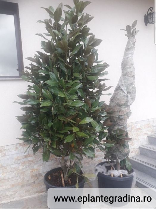 Tuia mesteacăn  tei argintiu  Magnolia