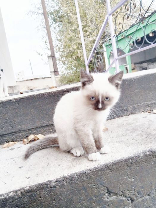 Тайский красавец в добрые руки