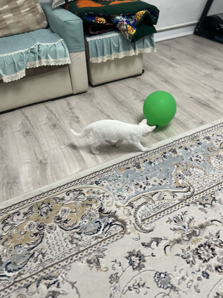 Продам котенка белого