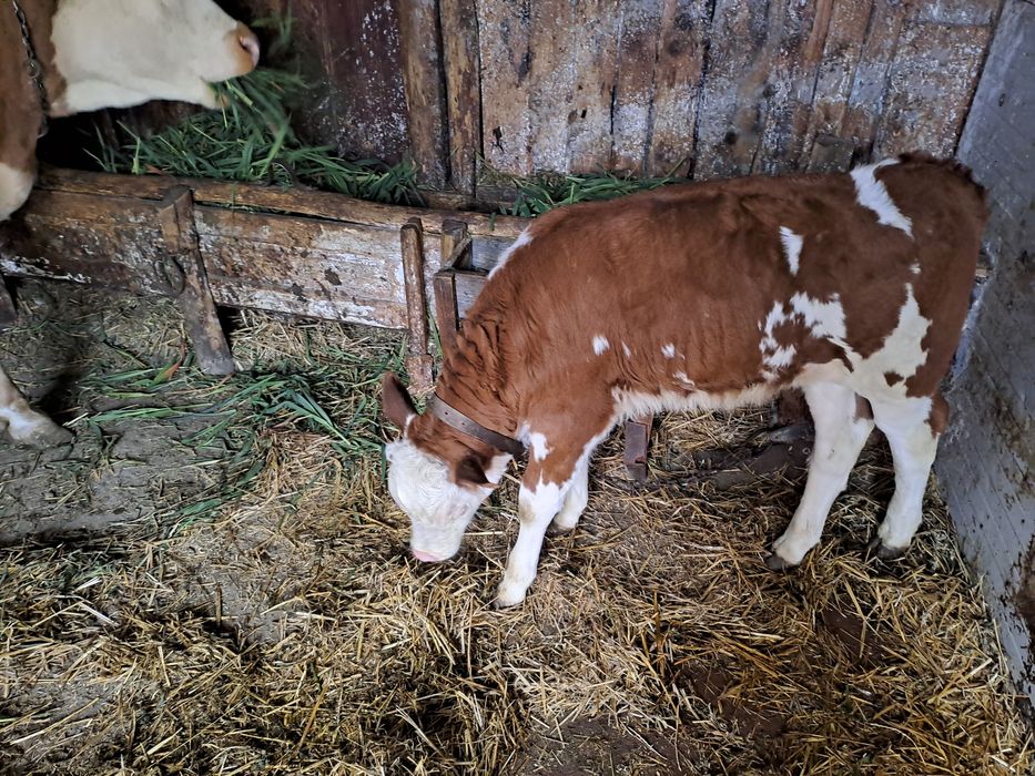 Vand juninca la a doua fatare cu tauras