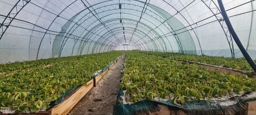 Расад маслодайна роза(Дамасцена,Сентифолиа, Алба)