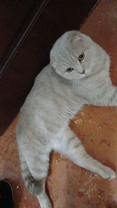 Скотиш фолд мальчик