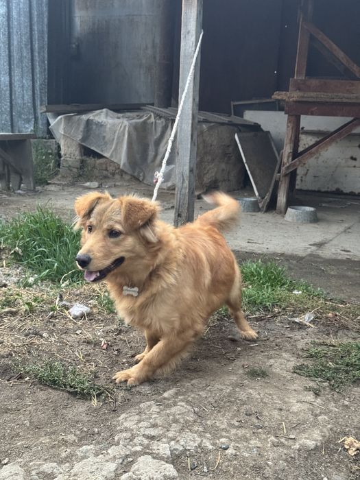 Лабрадор-ретривер