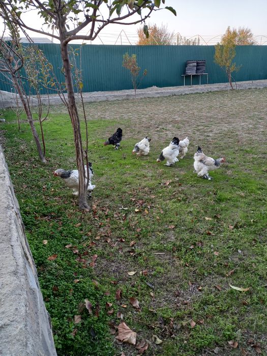 Брама товуклар сотилади