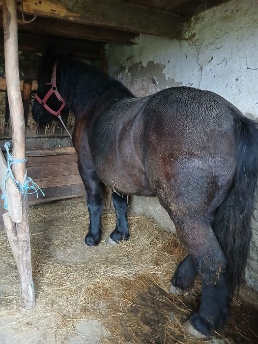 Vand manza grea foarte frumosa