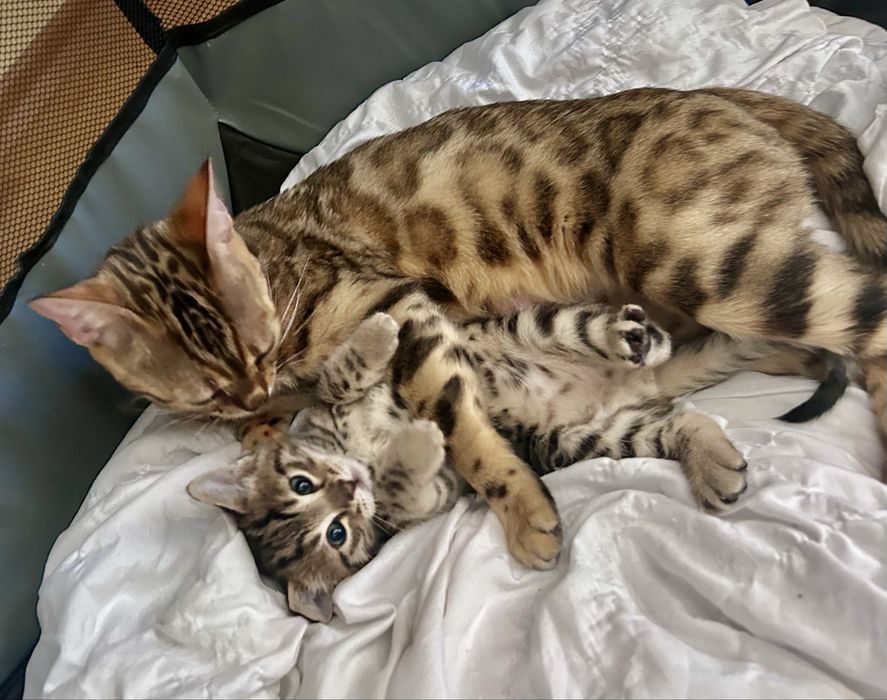 Бенгалско мъжко коте