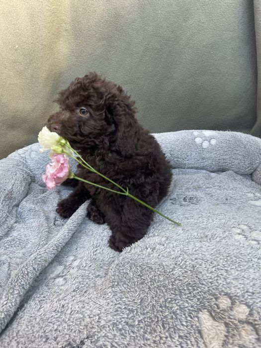 Мини пудели - кафяви