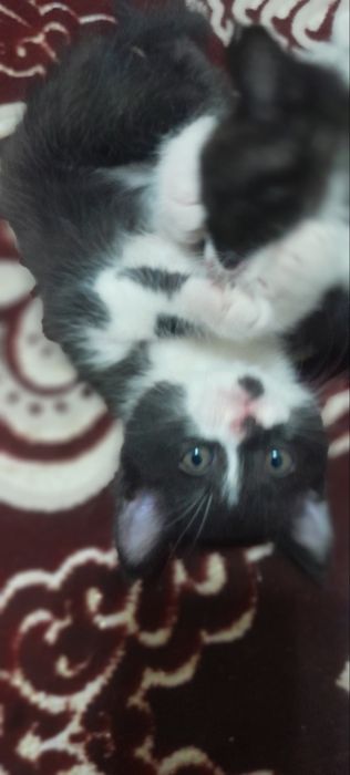 Scotsh Foold tekinga bolalari bilan brga