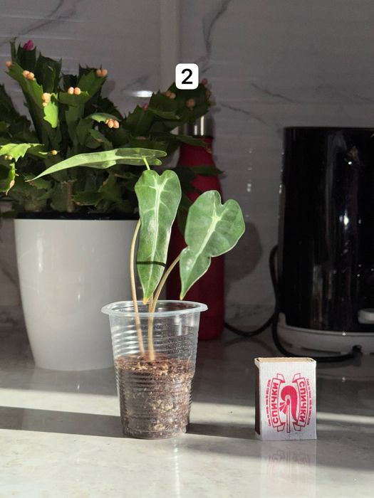 Bambino  Детки   1 детка - 25.000 сум