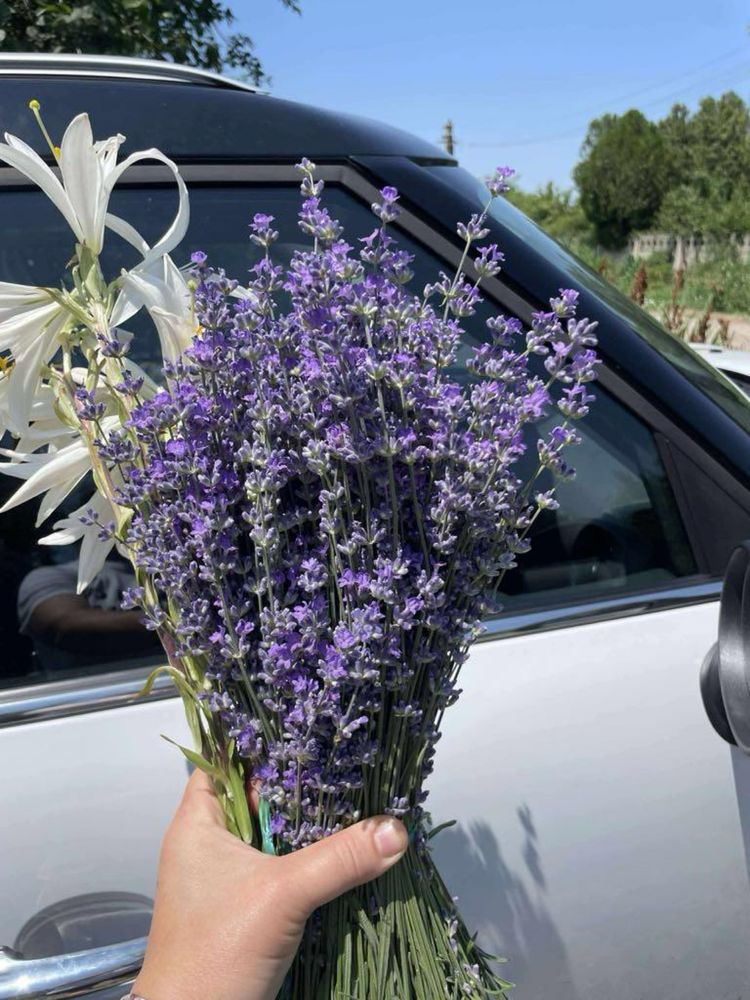 lavanda de vanzare