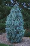 Chiparos italian arizonica ienupar albastru Blue Arrow